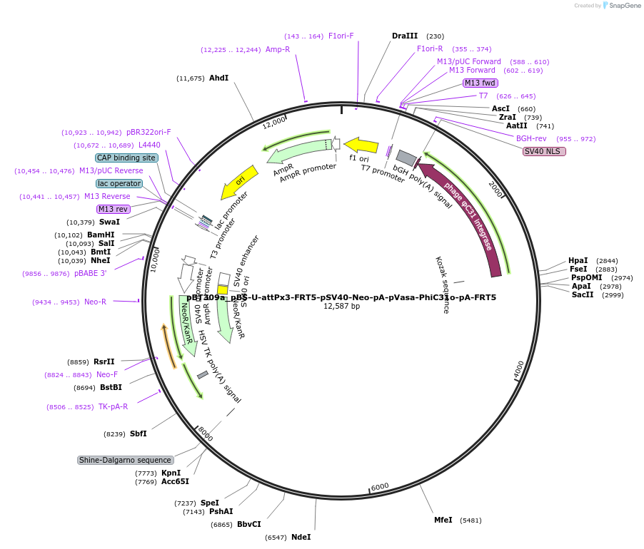 52542-plasmid-map-sequence-id-82323