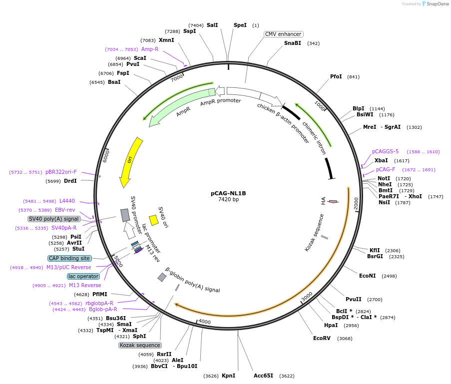15261-plasmid-map-sequence-id-8233
