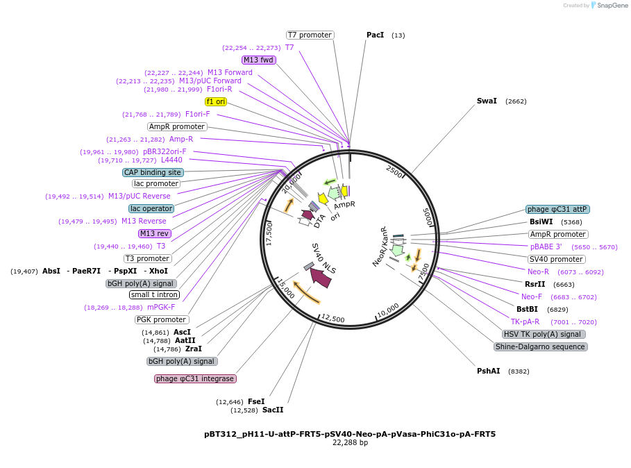 52545-plasmid-map-sequence-id-82333