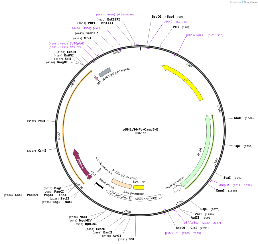 15271-plasmid-map-sequence-id-8235