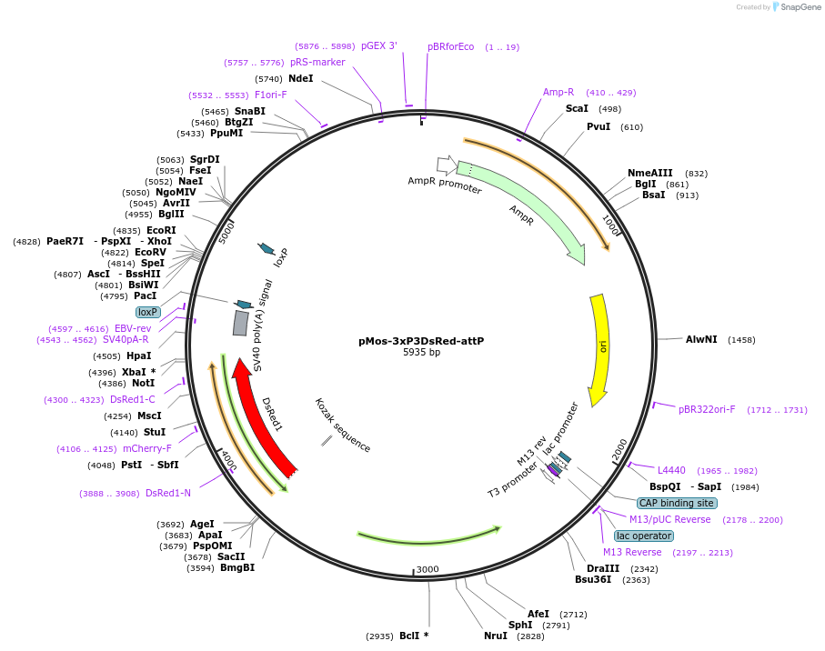 52904-plasmid-map-sequence-id-82373