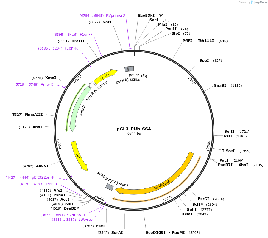 52910-plasmid-map-sequence-id-82377