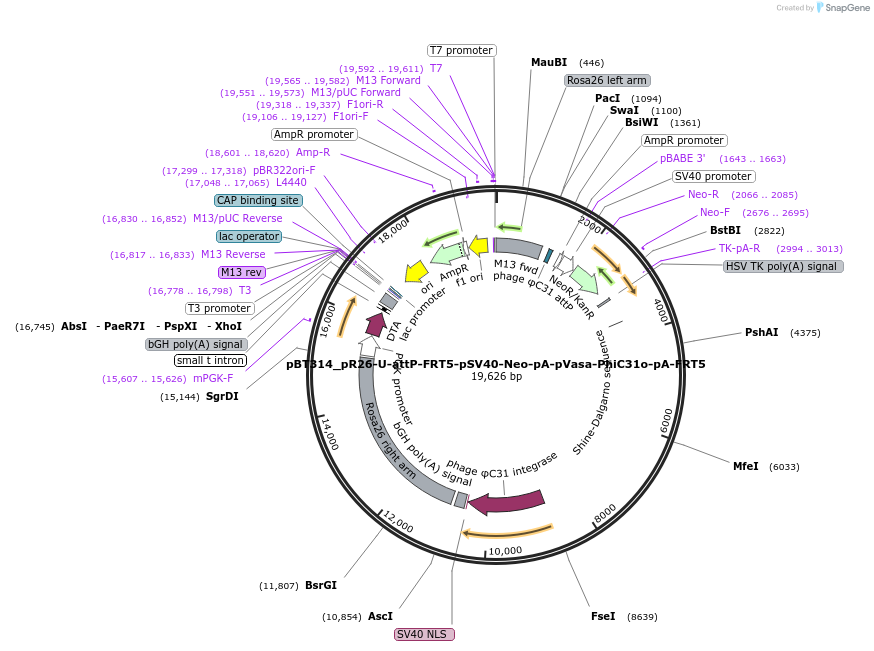 52547-plasmid-map-sequence-id-82379