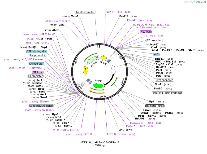 52548-plasmid-map-sequence-id-82382