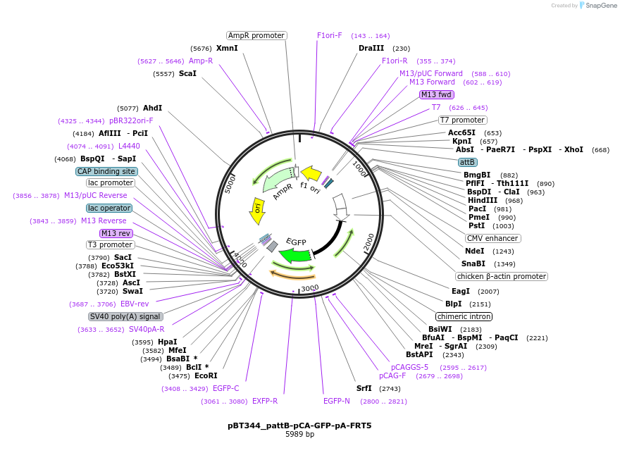 52550-plasmid-map-sequence-id-82384