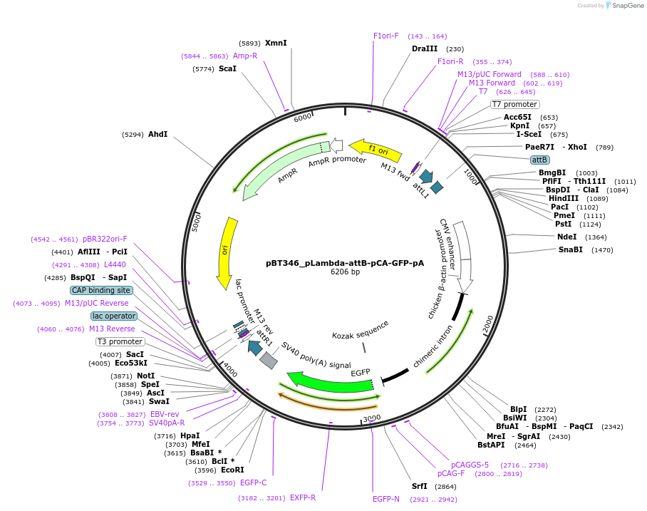 52551-plasmid-map-sequence-id-82389