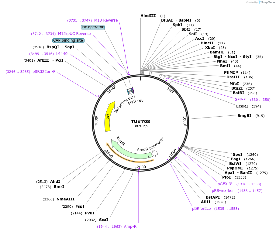 15277-plasmid-map-sequence-id-8239