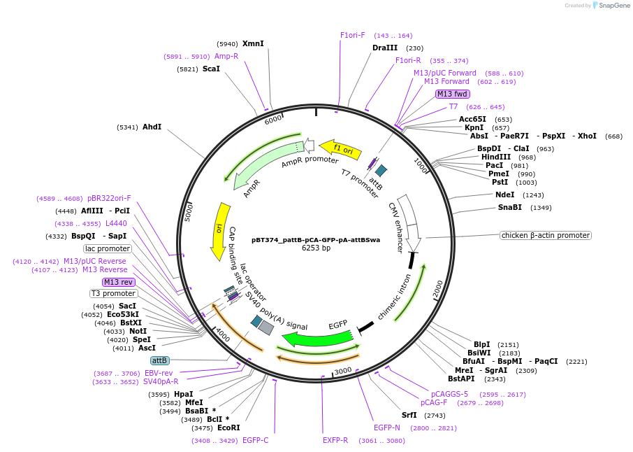 52553-plasmid-map-sequence-id-82395