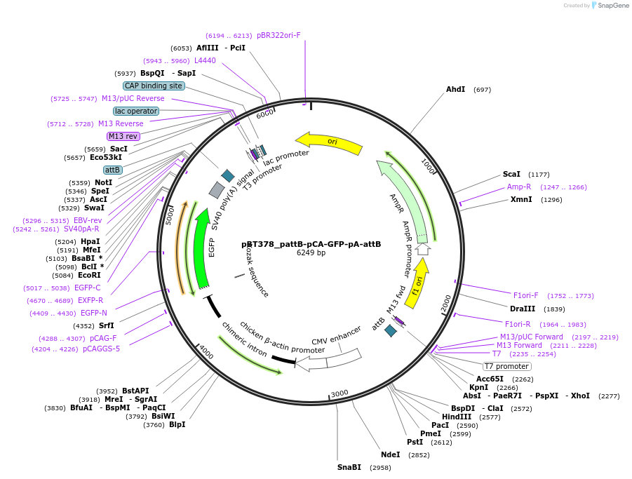 52554-plasmid-map-sequence-id-82396