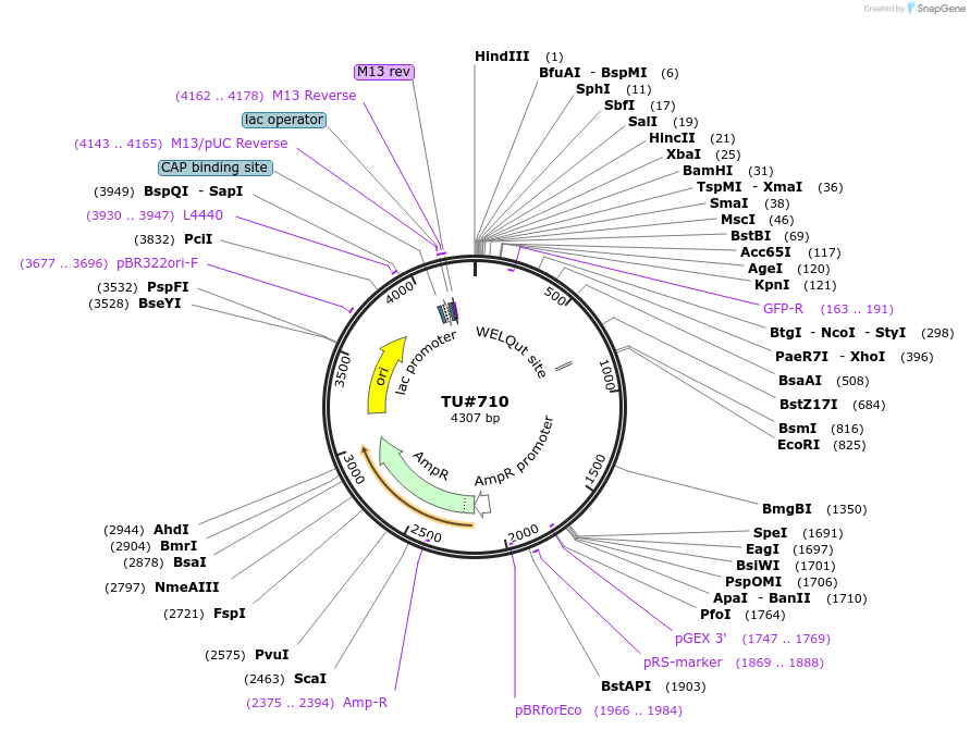 15278-plasmid-map-sequence-id-8240