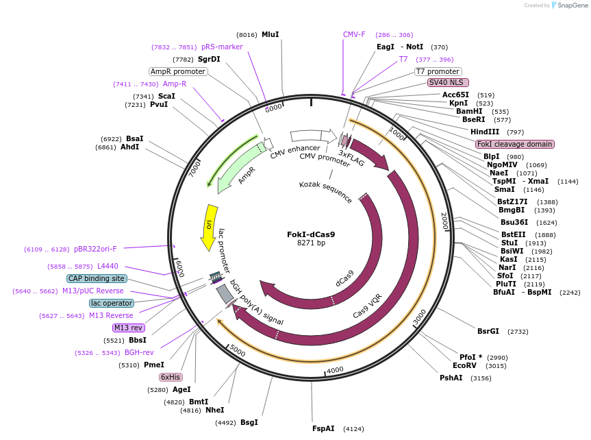 52970-plasmid-map-sequence-id-82408