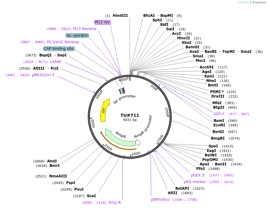 15279-plasmid-map-sequence-id-8241