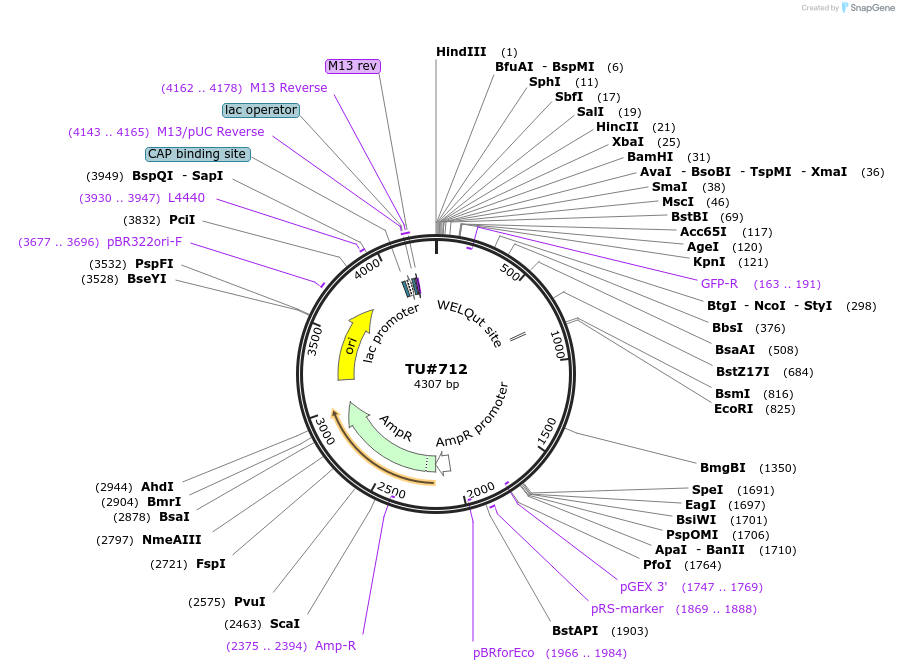 15280-plasmid-map-sequence-id-8242