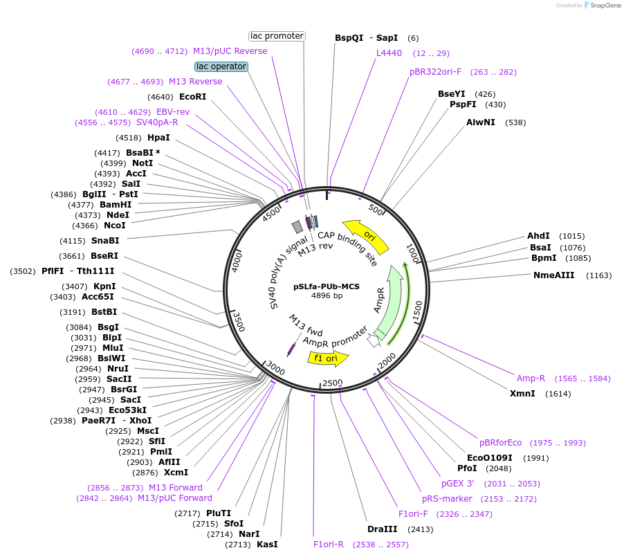 52908-plasmid-map-sequence-id-82420