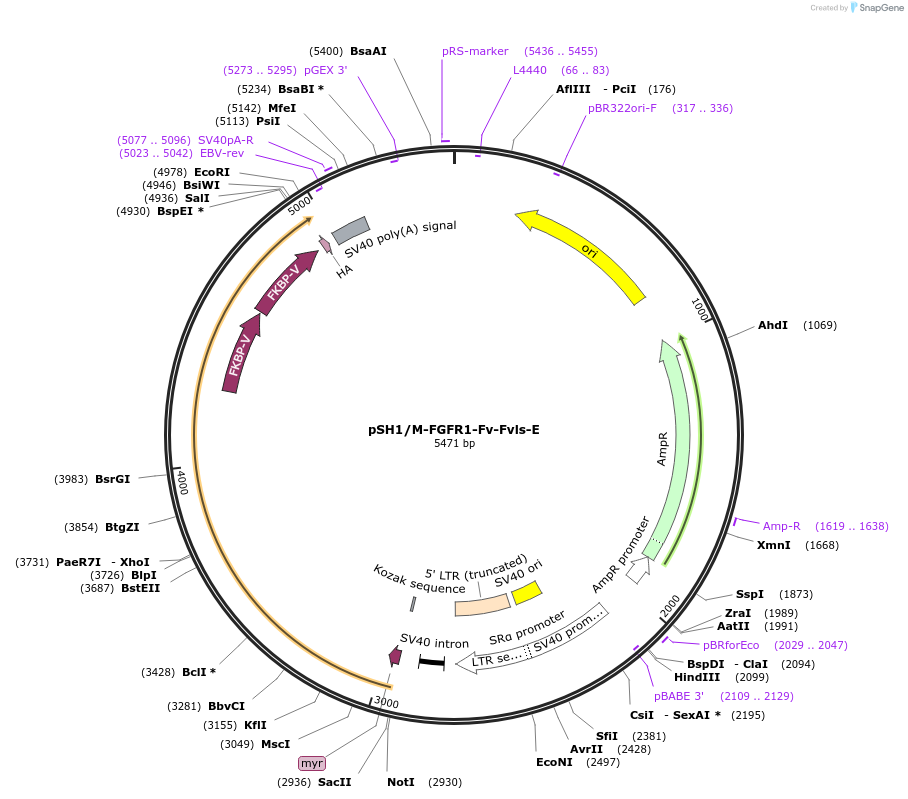 15285-plasmid-map-sequence-id-8246