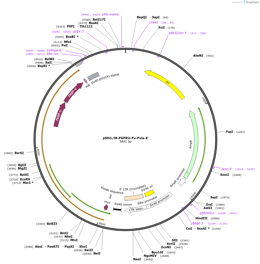 15286-plasmid-map-sequence-id-8247