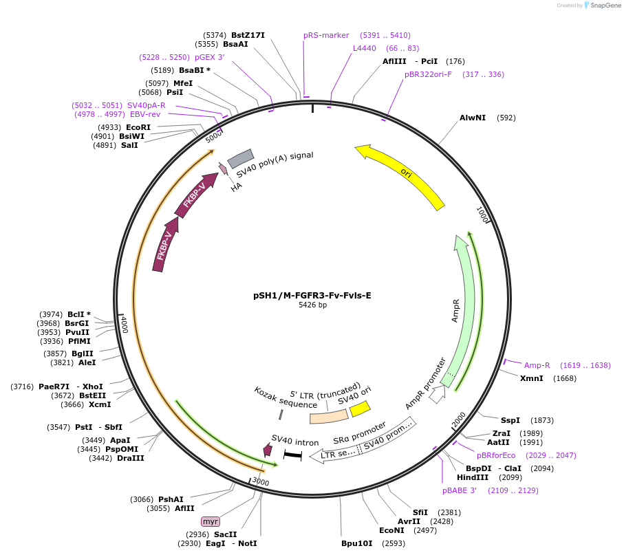 15287-plasmid-map-sequence-id-8248