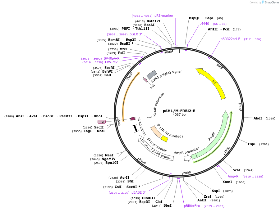 15289-plasmid-map-sequence-id-8250