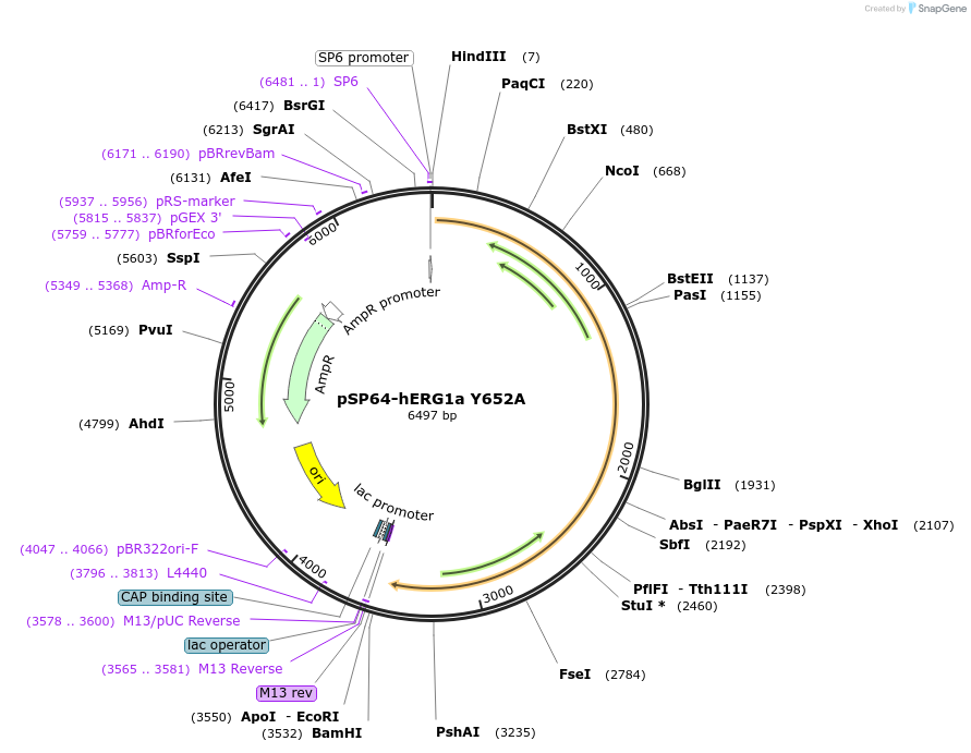 53053-plasmid-map-sequence-id-82518