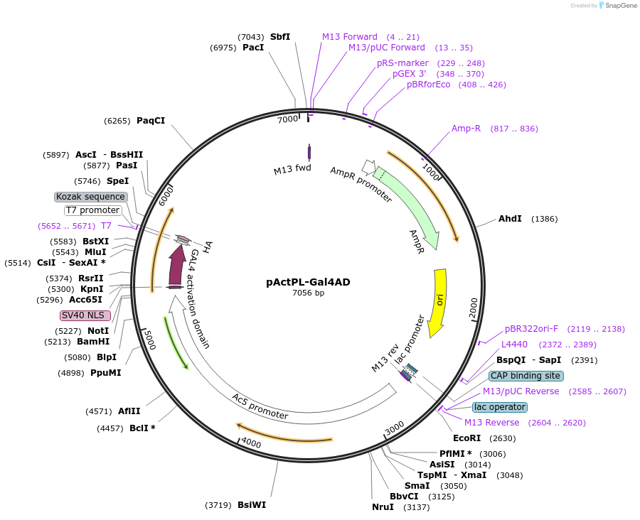 15303-plasmid-map-sequence-id-8252