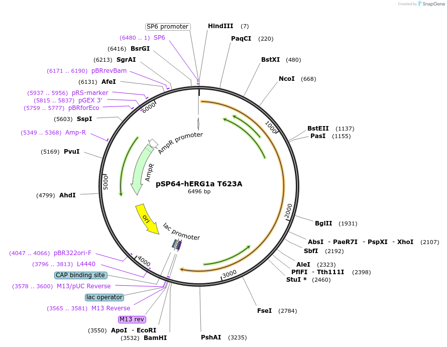 53055-plasmid-map-sequence-id-82520