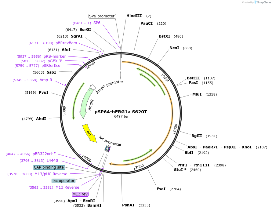 53059-plasmid-map-sequence-id-82524