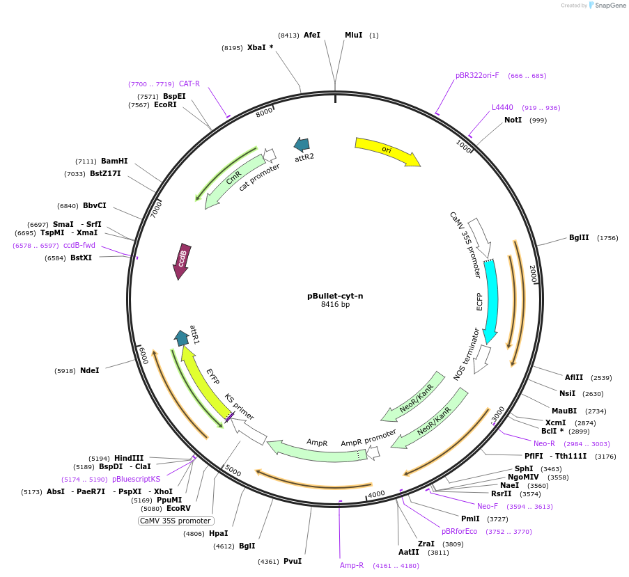 53065-plasmid-map-sequence-id-82531