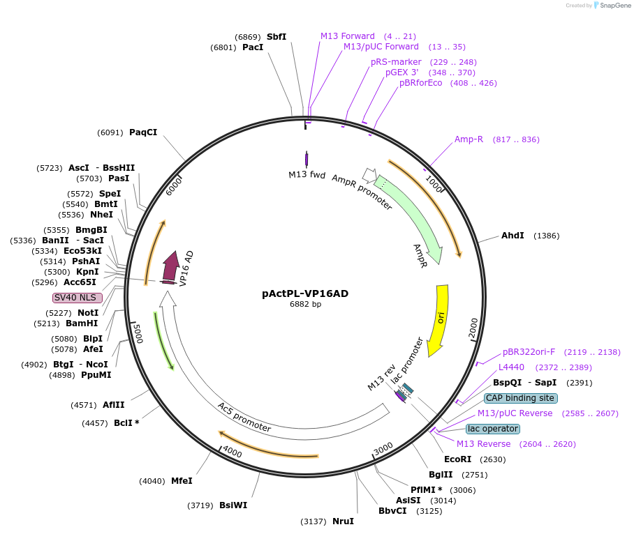 15305-plasmid-map-sequence-id-8254