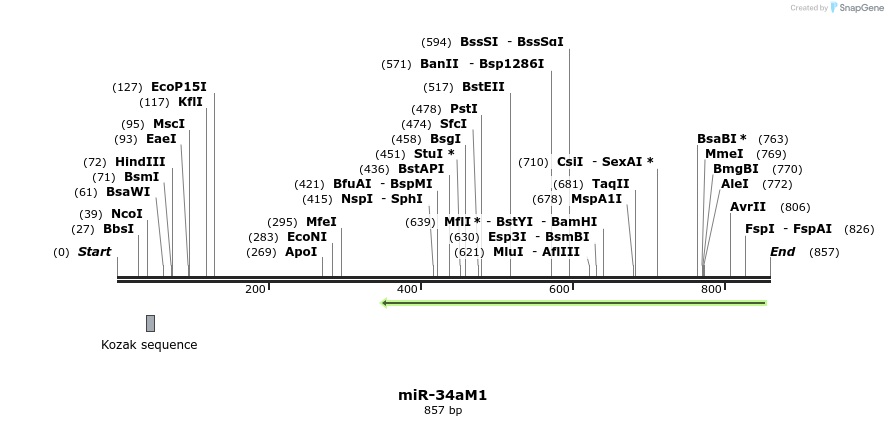 82542_map