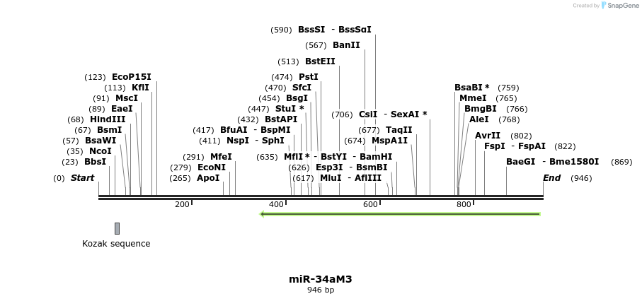 82543_map