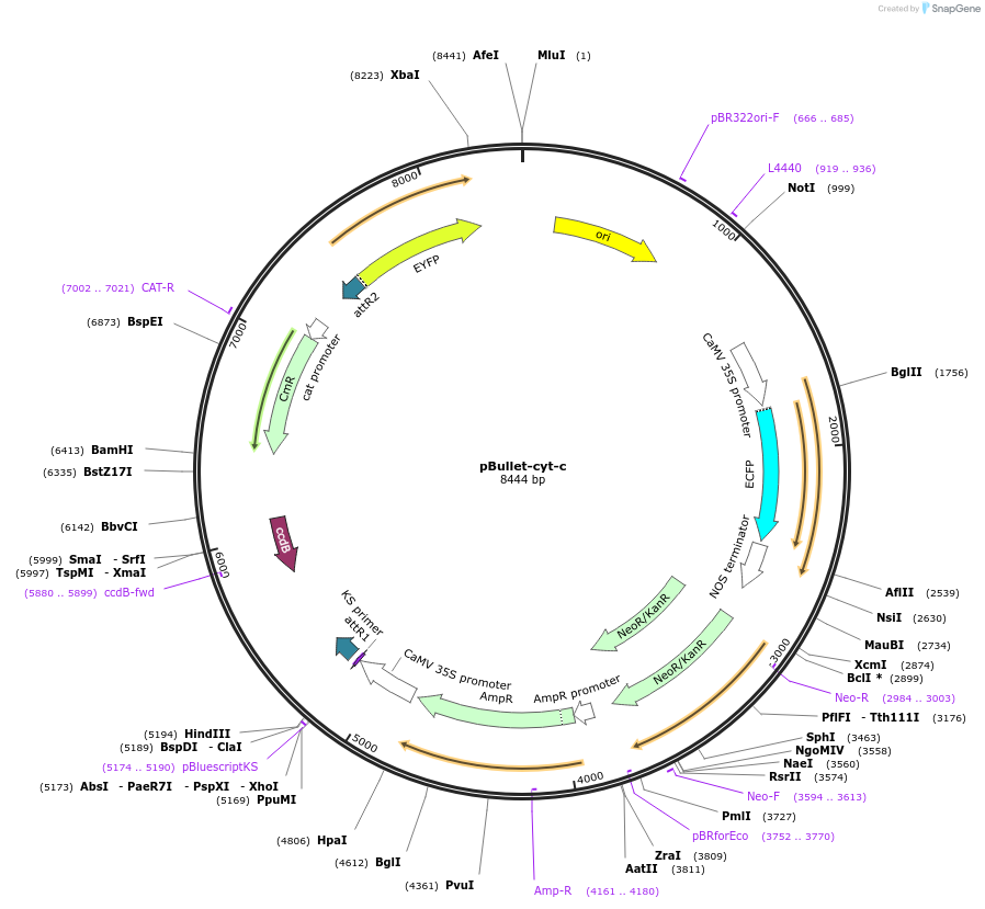 53066-plasmid-map-sequence-id-82546
