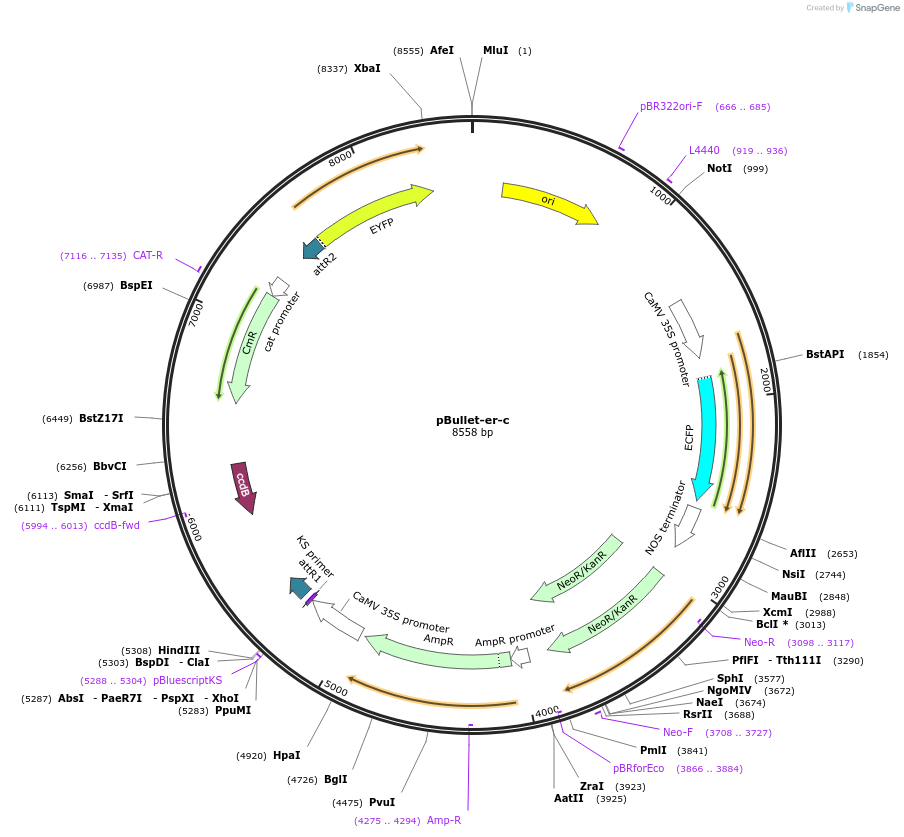 53068-plasmid-map-sequence-id-82548