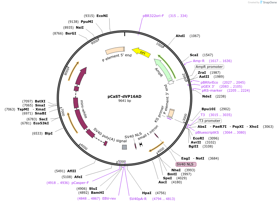 15306-plasmid-map-sequence-id-8255