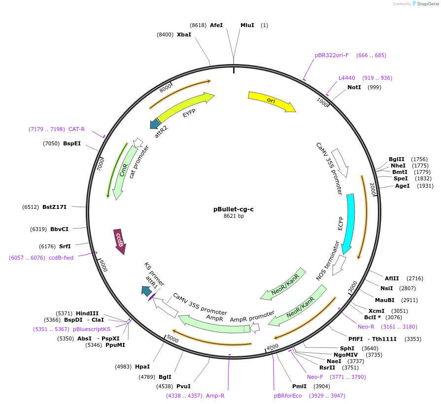 53070-plasmid-map-sequence-id-82550
