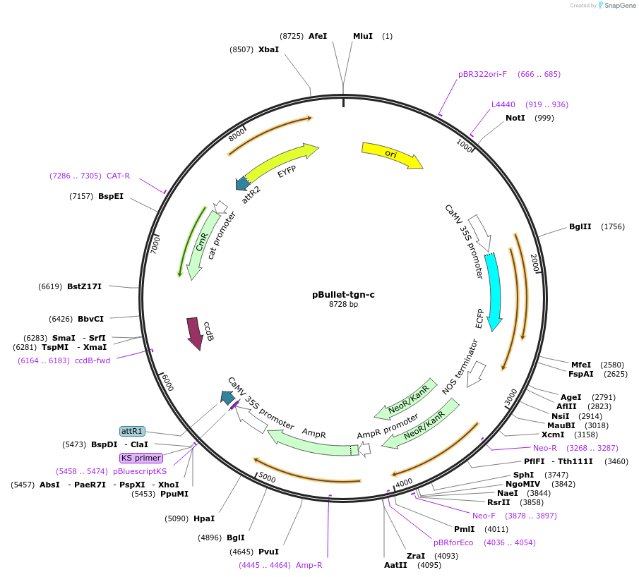 53072-plasmid-map-sequence-id-82552