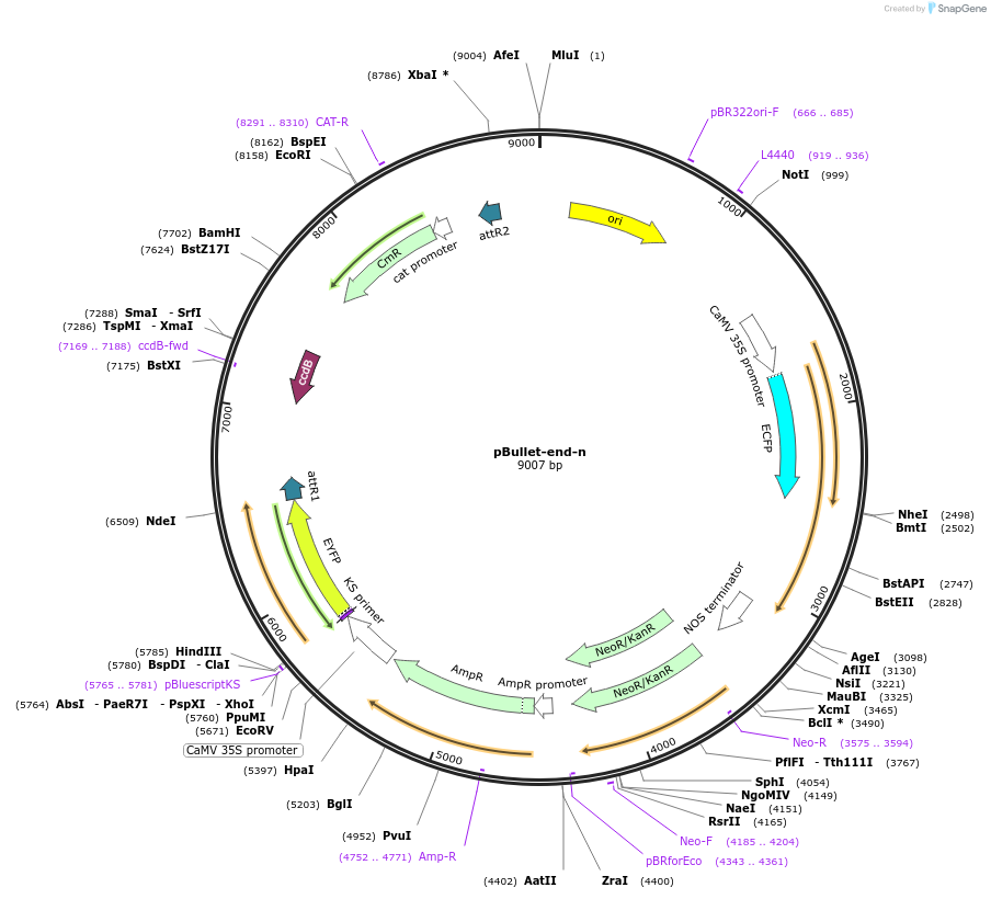 53073-plasmid-map-sequence-id-82553