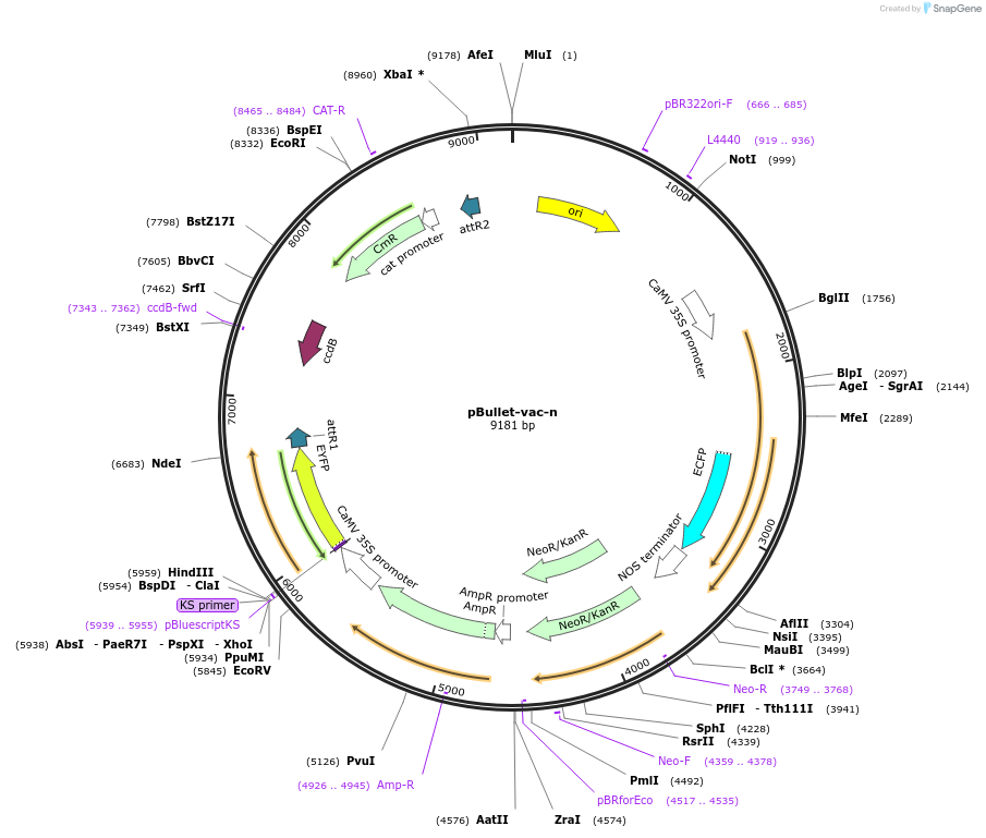 53075-plasmid-map-sequence-id-82555