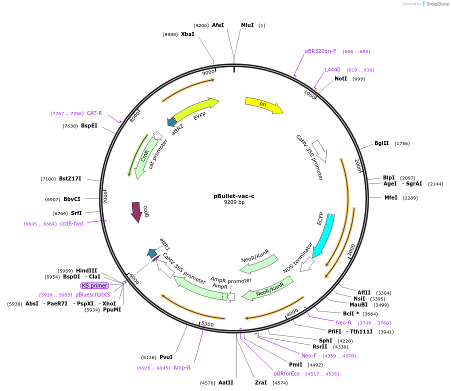 53076-plasmid-map-sequence-id-82556
