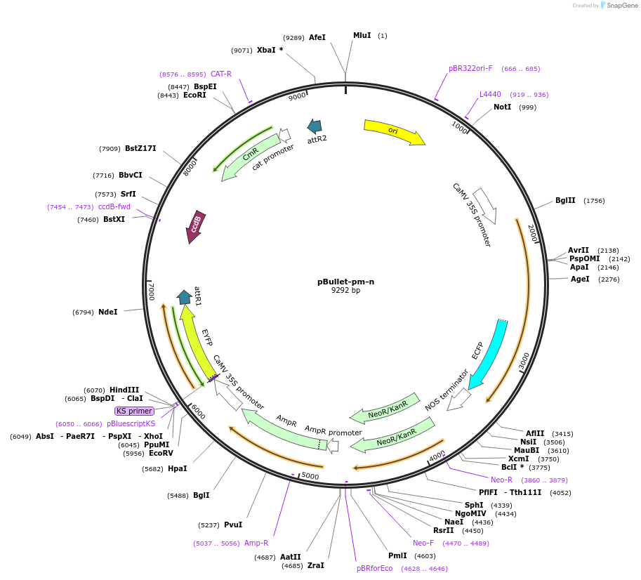 53077-plasmid-map-sequence-id-82557