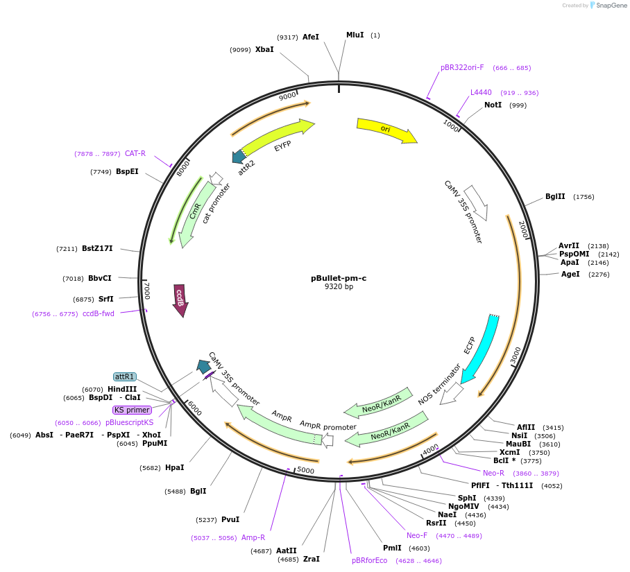 53078-plasmid-map-sequence-id-82558