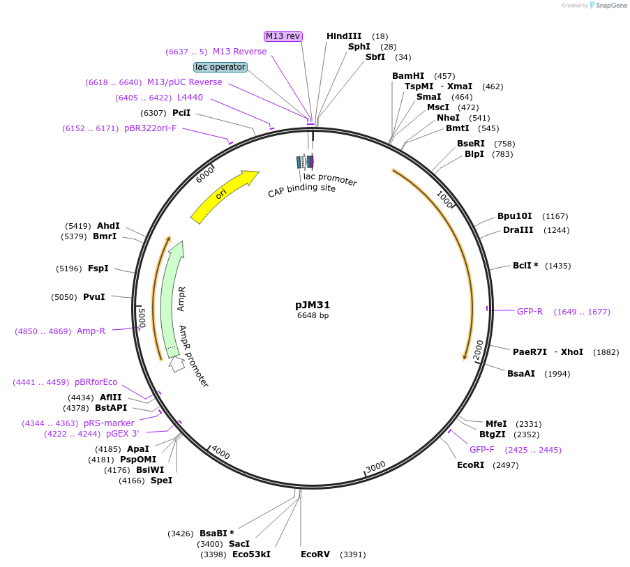 52986-plasmid-map-sequence-id-82560