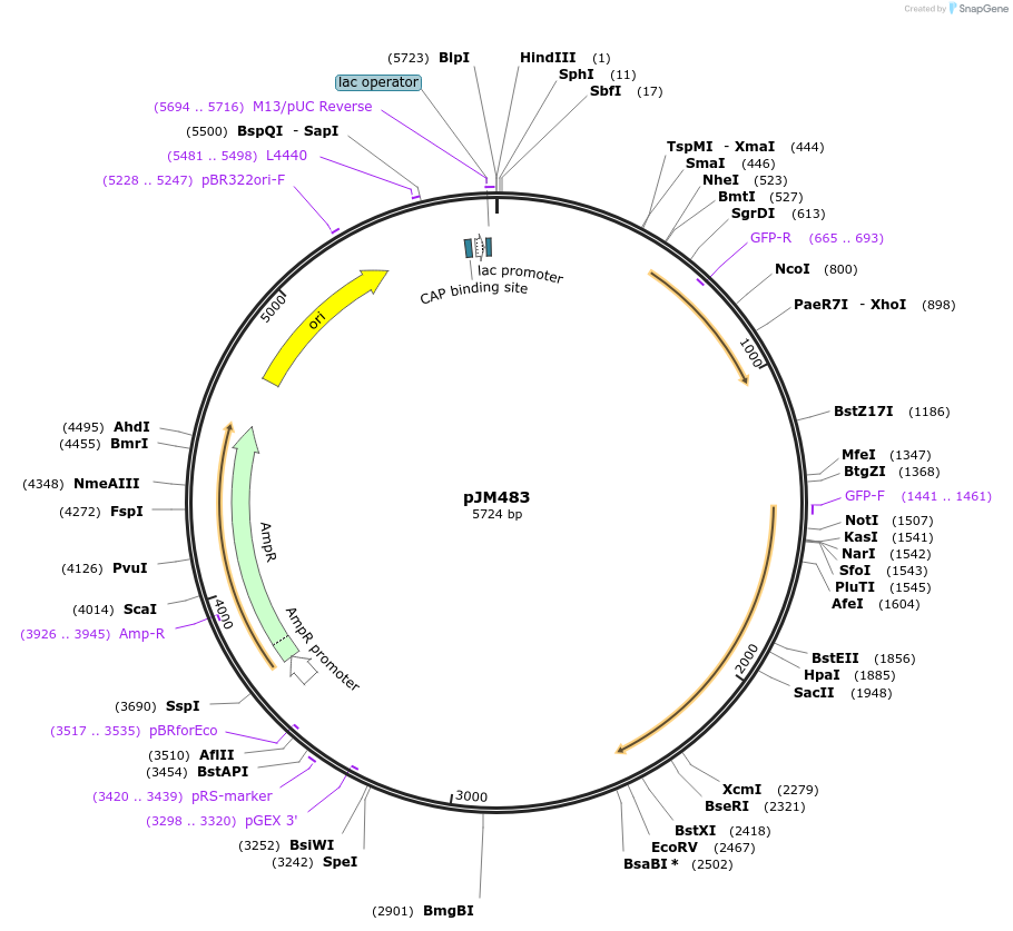52987-plasmid-map-sequence-id-82563