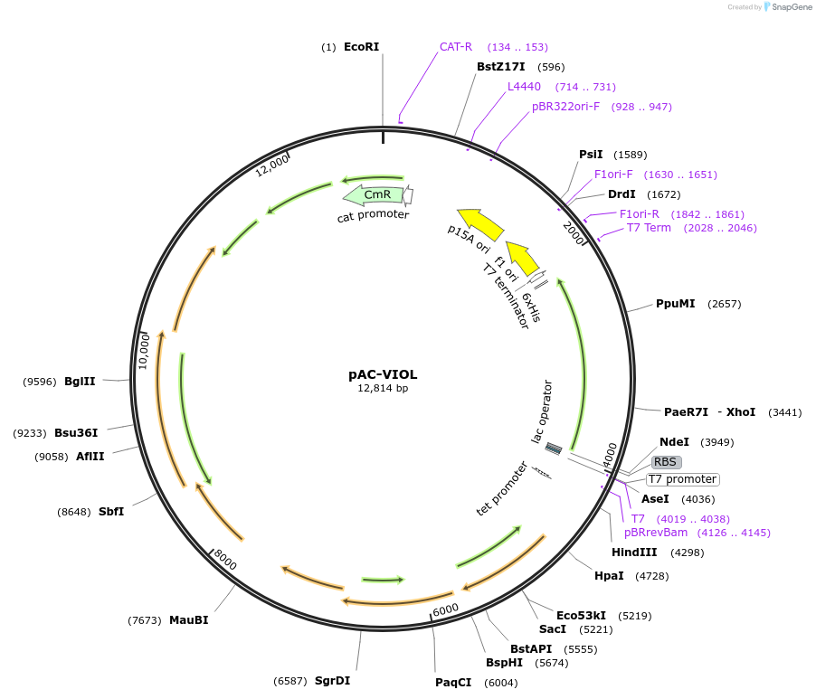 53087-plasmid-map-sequence-id-82568