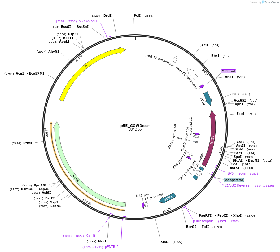 49318-plasmid-map-sequence-id-82569