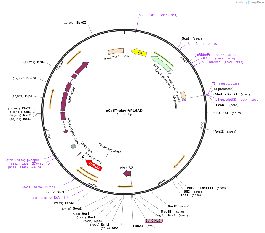 15308-plasmid-map-sequence-id-8257