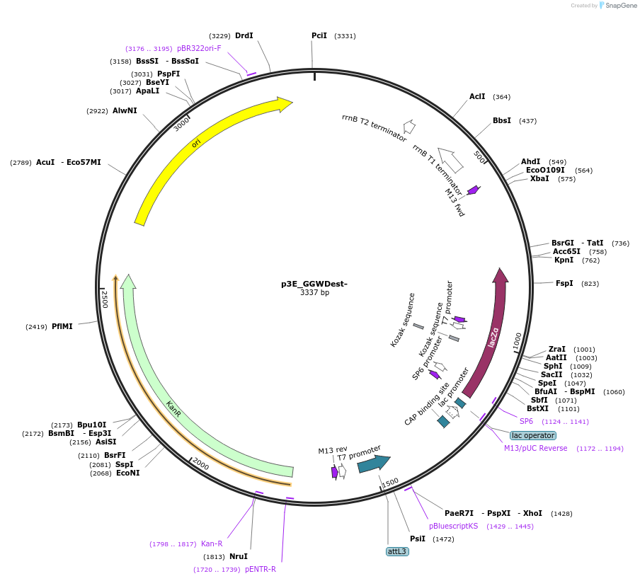 49316-plasmid-map-sequence-id-82571
