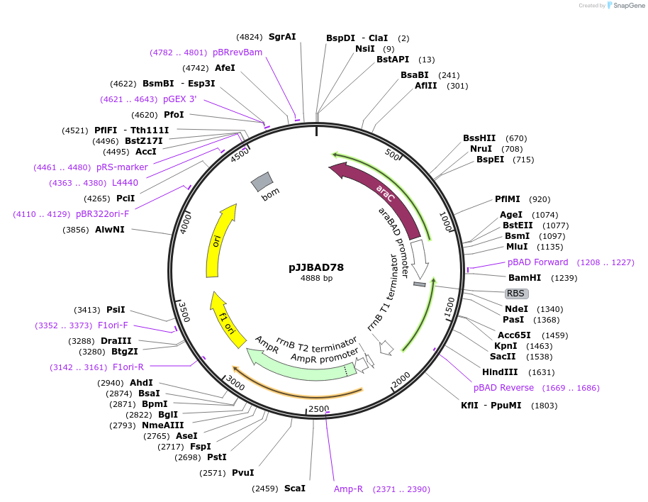 15344-plasmid-map-sequence-id-8261