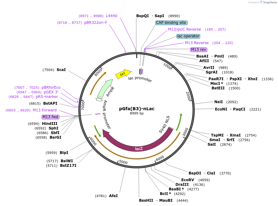 53132-plasmid-map-sequence-id-82721