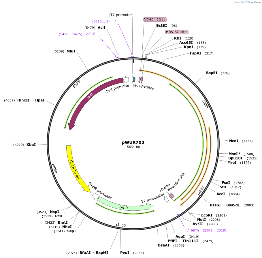 53082-plasmid-map-sequence-id-82734