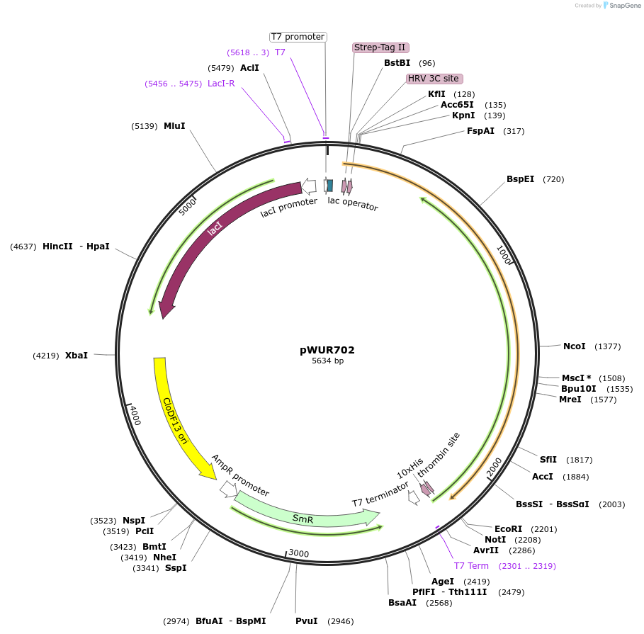 53079-plasmid-map-sequence-id-82741